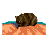 A wombat
